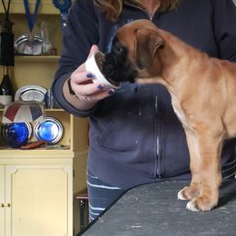 Boxer Puppies from Newcastle Boxers