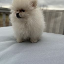Pomeranian puppies from Royal Palace