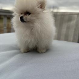 Pomeranian puppies from Royal Palace