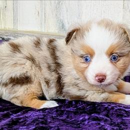 Kelly - Red merle male Miniature Australian Shepherd puppy in Lufkin, Texas from Texas Lil Cowdogs