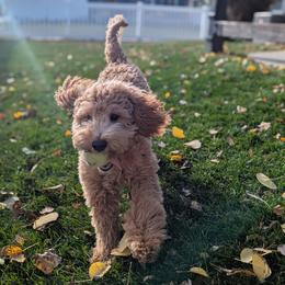 Aussiedoodle and Goldendoodle Puppies from Montana Raised Doodles