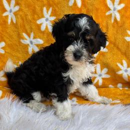 Bernedoodle puppies from Sammy's Puppies