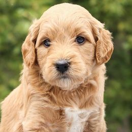 Bernedoodles, Goldendoodles, and Golden Retrievers from BrookeMarie’s Goldendoodle Love