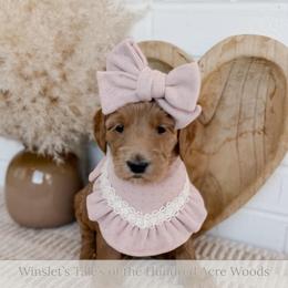 Hunny - Apricot female Goldendoodle puppy in Roanoke Rapids, North Carolina from Sweeter than Honey Doodles