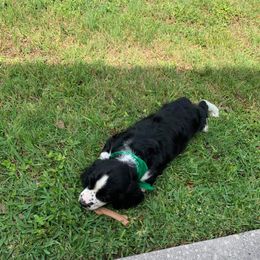 English Springer Spaniel Puppies from 31 Pines Springers & Retrievers