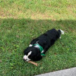 English Springer Spaniel Puppies from 31 Pines Springers & Retrievers