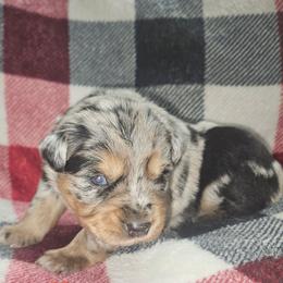 Jake Sully - Blue merle male Miniature Australian Shepherd puppy in Orrtanna, Pennsylvania from Mountain Top Shepherd's