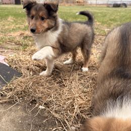 Shetland Sheepdog puppies from KW Kennels