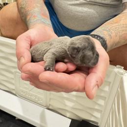 Boy 1 - Blue male French Bulldog puppy in Campbell Hall, New York from Charlie’s Frenchies