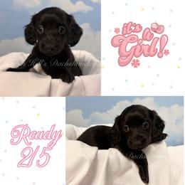White - Black female Dachshund puppy in Jonesboro, Illinois from Twin Hills Dachshunds