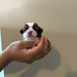 CKC yellow female - Gold and white female Shih Tzu puppy in Winston Salem, North Carolina from Shihtzuandoodlenc.LLC