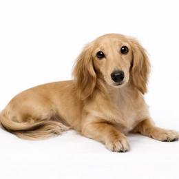 Banksey PET Only Shaded Cream - Cream female Dachshund puppy in Biloxi, Mississippi from Southern Doxies Ms