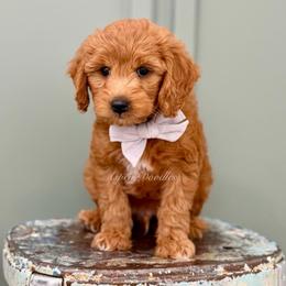River (Grey collar) - Apricot male Goldendoodle puppy in Salem, Utah from Aspen Doodles