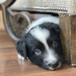 Eagle - Black tri-color male Australian Shepherd puppy in Marshall, Virginia from Greywood Farm Aussies