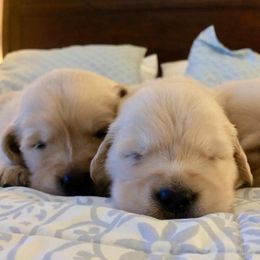 Golden Retriever Puppies from Norterra Goldens