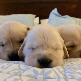 Golden Retriever Puppies from Norterra Goldens