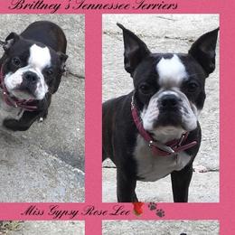 Gypsy - Boston Terrier