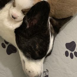 Cardigan Welsh Corgi Puppies from Penfro Corgis