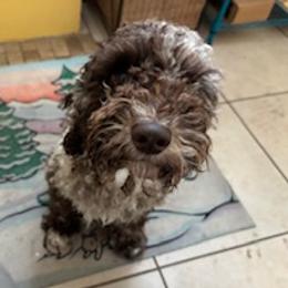 Willow - Cockapoo