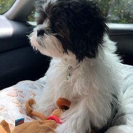 Shihpoo and Shih Tzu Puppies from The Luckie Puppy