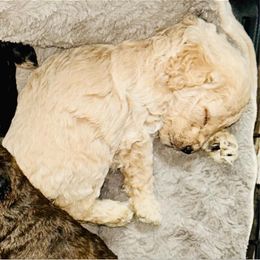 Cockapoo Puppies from Southern Belle Cockapoos
