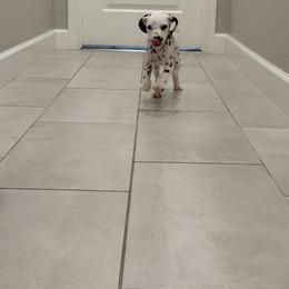 Snow White ACA LUA - White and black female Dalmatian puppy in Queen Creek, Arizona from Lala's Polka Dots
