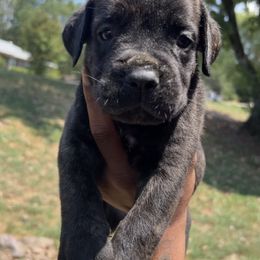 Cane Corso Puppies from Exotic Empire Kennels LLC