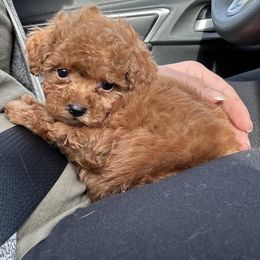 Cavapoo, Cockapoo, and Poodle Puppies from Heavenly Puppies to Love