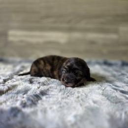Bun - Brindle female Dachshund puppy in Indianapolis, Indiana from Homegrown Hoosier Kennels