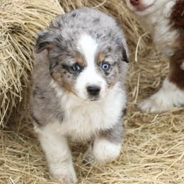 Miniature Australian Shepherd Puppies from Bock's Mini Aussies
