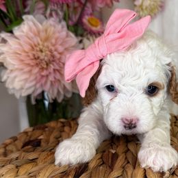 Rachel - Pink Collar - Blenheim female Cavapoo puppy in South Jordan, Utah from Simply Sweet Paws. LLC