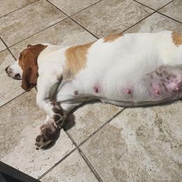 DAISEY - Basset Hound