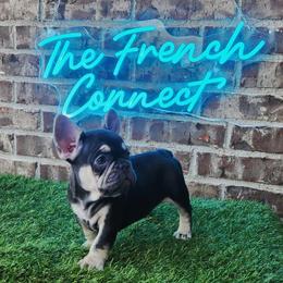 French Bulldogs from The French Connect