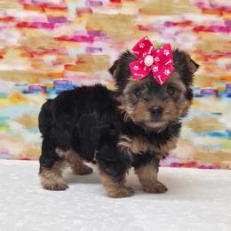 Ebony - Blue and gold female Yorkshire Terrier puppy in Monticello, Iowa from Ashley’s Puppies