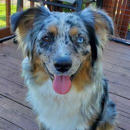 Miniature Australian Shepherds from Berry Fine Mini Aussies