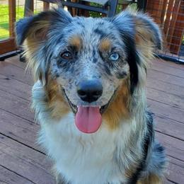 Miniature Australian Shepherds from Berry Fine Mini Aussies