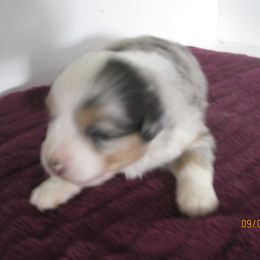 Blue female 2 - Dilute blue female Australian Shepherd puppy in Cynthiana, Kentucky from Mike's Mini Australian Pups