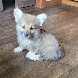 Girl 2 - Red female Pembroke Welsh Corgi puppy in Fredericksburg, Texas from Hill Country Corgis