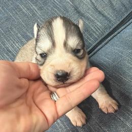 Katie - Gray and white female Siberian Husky puppy in Everett, Washington from Addison Grove Huskies