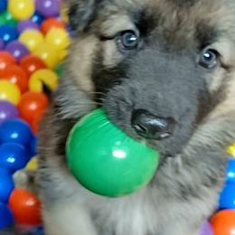 Shiloh Shepherd Puppies from Orchard Hills Shilohs