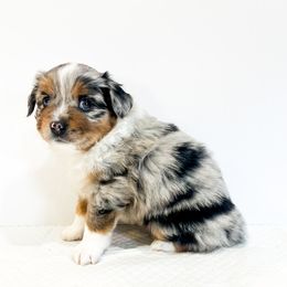 Miniature Australian Shepherd and Toy Australian Shepherd Puppies from Columbia Coast Toy & Mini Aussies