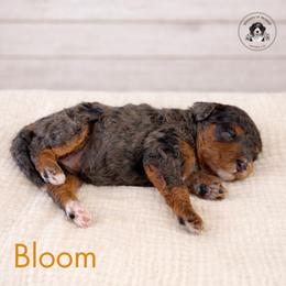 Bloom - Tri-color female Bernedoodle puppy in Greenville, Texas from Doodles of Promise