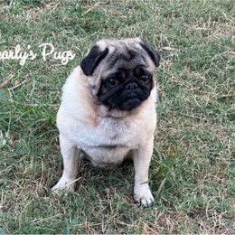 Presley - Pug
