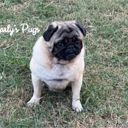 Presley - Pug