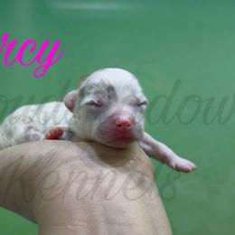 Mercy - Merle female Chihuahua puppy in Patchogue, New York from Cloudshadow Kennels
