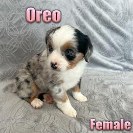 Miniature American Shepherd and Miniature Australian Shepherd Puppies from Regal Miniature American Shepherds | Regal Miniature Australian Shepherds