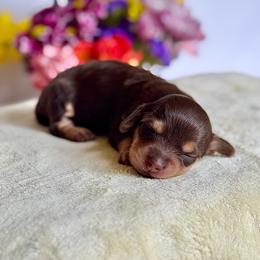 Ellie - Chocolate and tan female Dachshund puppy in Cinebar, Washington from Pure Joy Labradors and Mini Dachshunds