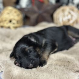 Xion - Red - Black and red male German Shepherd puppy in Iola, Wisconsin from DeFelice's German Shepherds