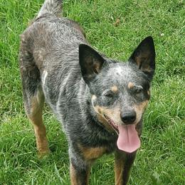 Jenna - Blue speckled female Australian Cattle Dog puppy in Fairview, Oklahoma from Flying D Kennels