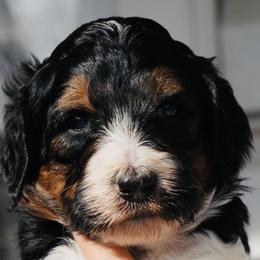 Labradoodles and Poodles from Cari’s Paws Poodles and Doodles